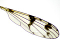 Ptychoptera lacustris